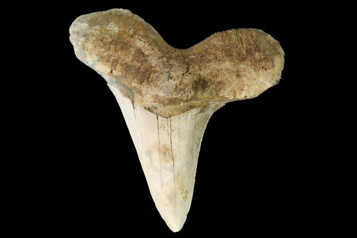 Fossil Shark (Cretoxyrhina) Tooth - Kansas #142962